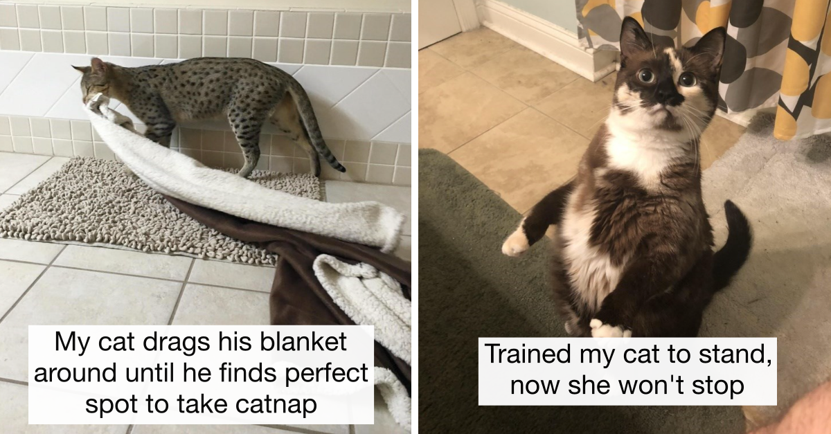 12 Hilarious Cats Proving That There’s Nothing Cuter And Weirder Than Them
