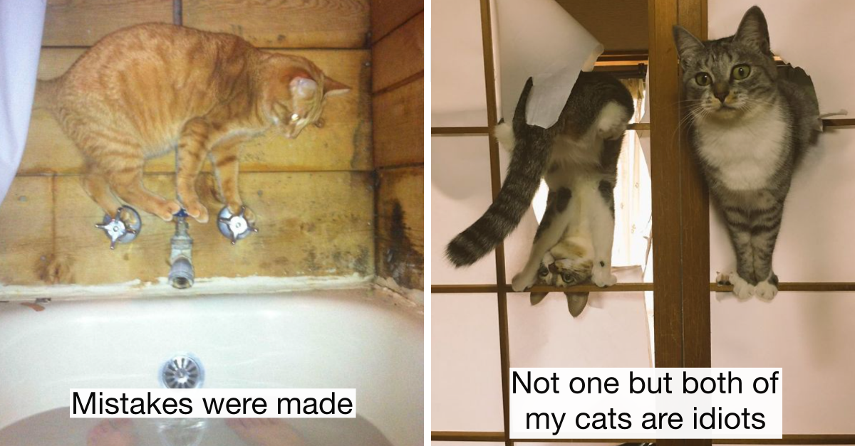 40 Idiot Cats Who Put Themselves In The Most Awkward Situations ...