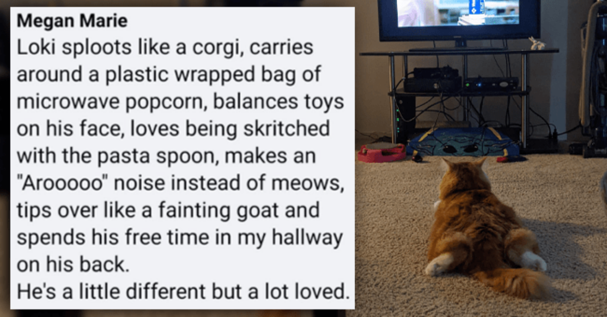 21 Hilarious Stories Of Cats And Their Weird Habits That Made Everyone Laugh