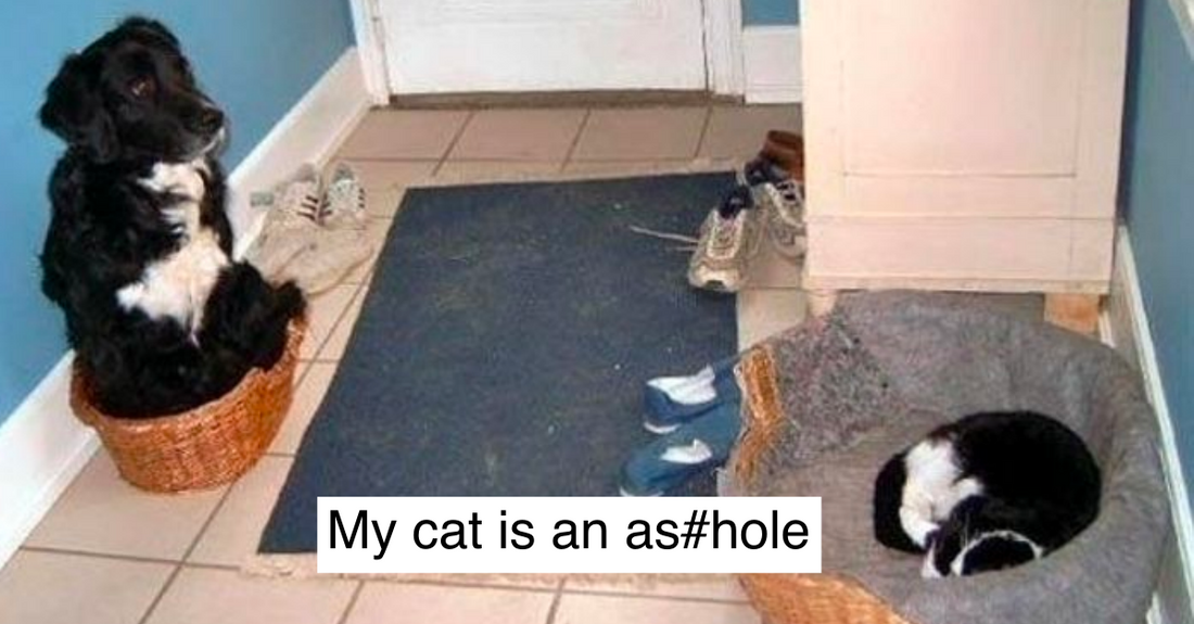 20 Times Cats Made Us Believe They Are Absolute Jerks