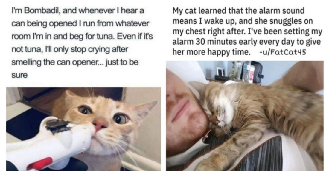 15 Hilariously Wholesome Cat Stories That Prove Cats Make Life Better
