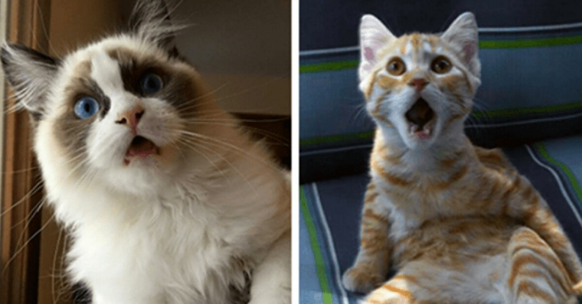 Hysterical Reactions Of Cats When They Realized They’re At The Vets Office