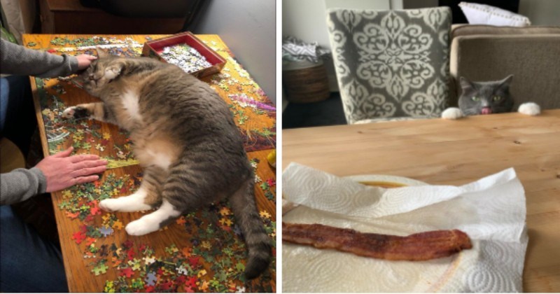 The Potential CATastrophes Involved In Being a Cat Owner (13 Photos) - grandgoldman.com