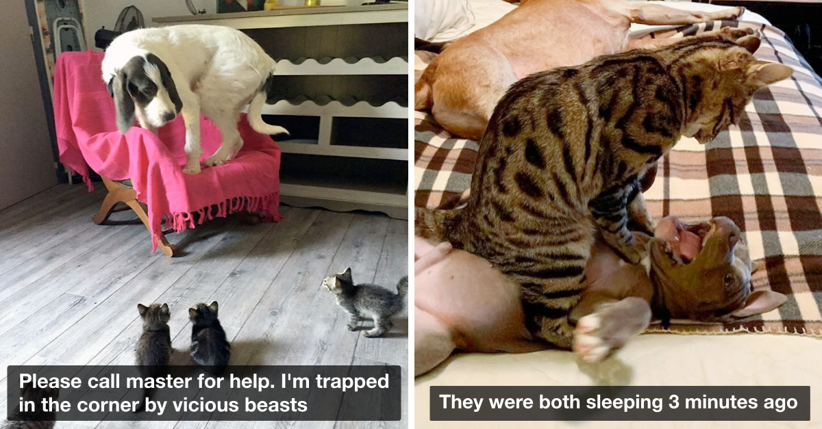 40 Photos Of Evil Cats Being The Biggest Jerks To The Good Boys - grandgoldman.com