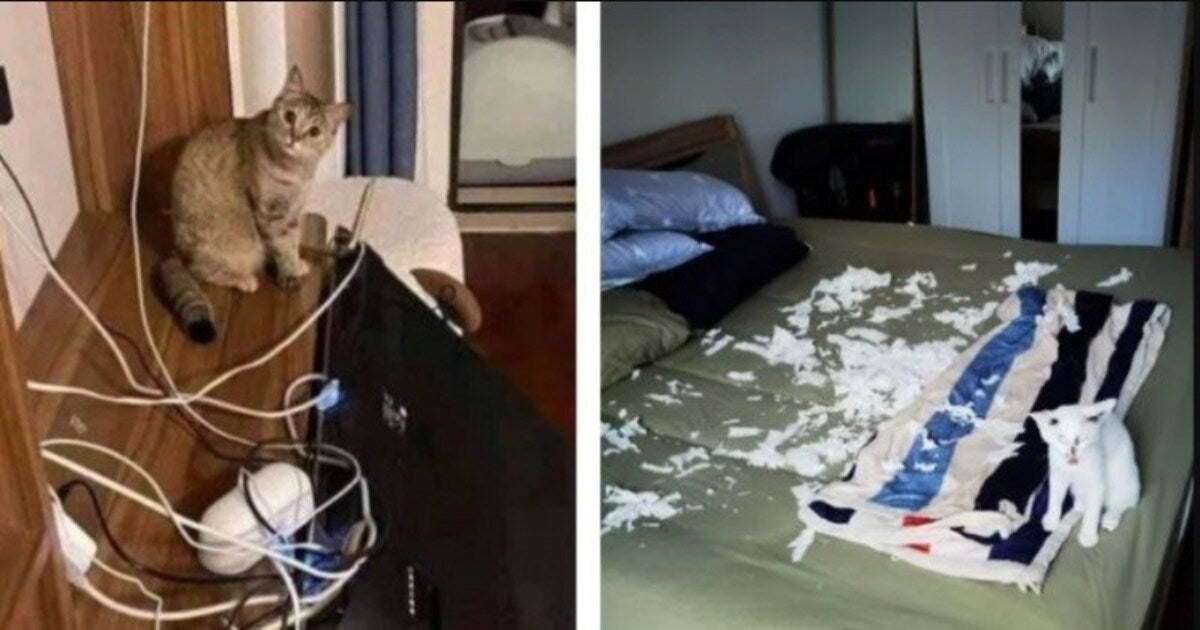 13 Pics Of Cats Being Hooligans And Making Their Owners’ Lives Difficult - grandgoldman.com