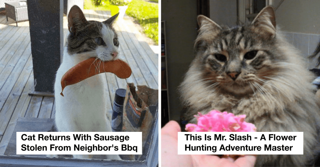 40 Times Cats Brought Their Owners Most Unexpected Presents