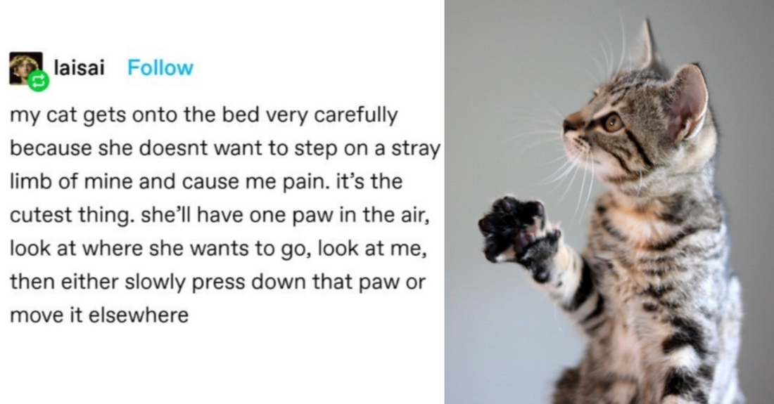 Cat Owners Share Stories Of Little Things Their Cats Do To Show How Much They Care