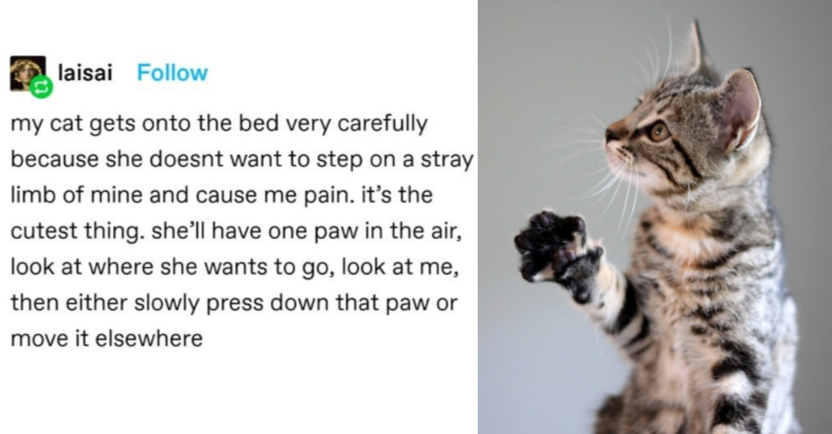 Cat Owners Share Stories Of Little Things Their Cats Do To Show How Much They Care