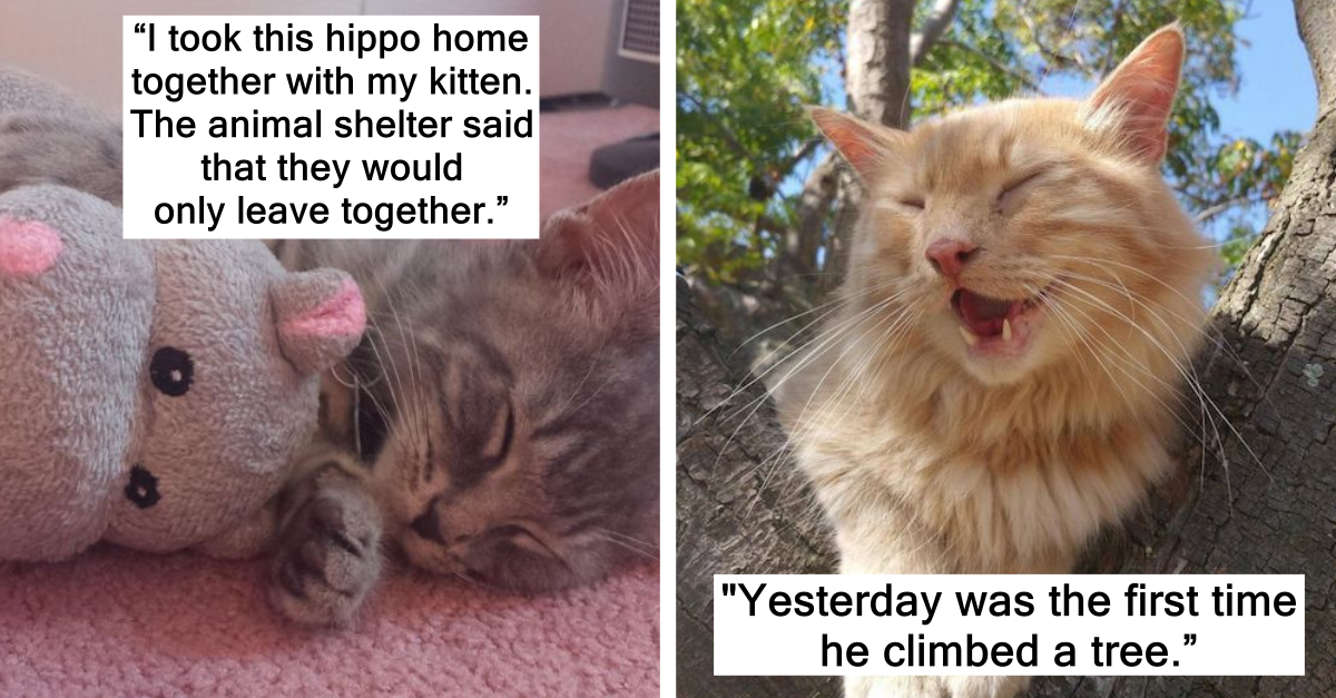 19 Cats That Made The Lives Of Their Owners Much More Fun - grandgoldman.com