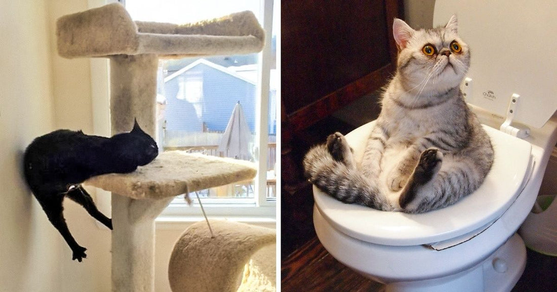 19 Kitties That Are Going Insane Without Their Catnip