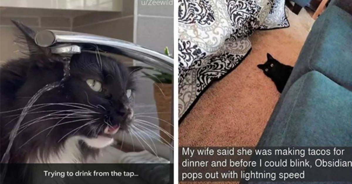 Take Your Daily Dose Of Happiness Full Of Cat Cuteness - grandgoldman.com
