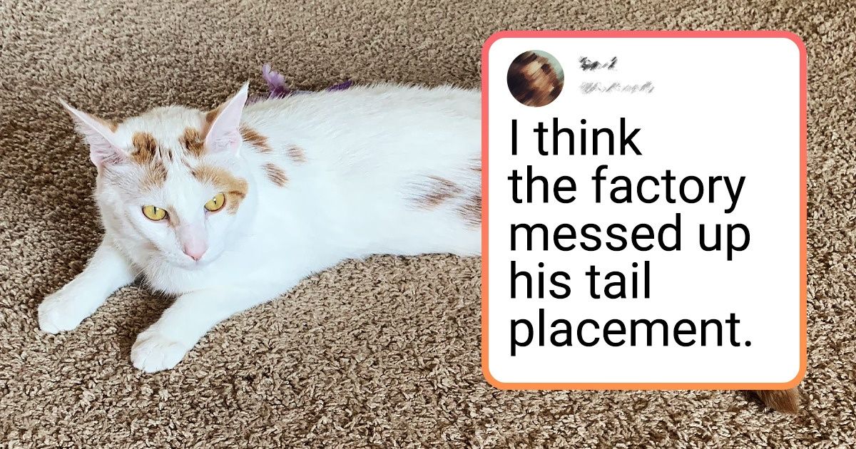 19 Hilarious Pictures Of Cats Defying Laws Of Physics