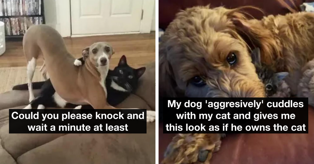 Cats And Dogs Are Not J*rks To Each Other All The Time And These Pics Are Living Proof Of That