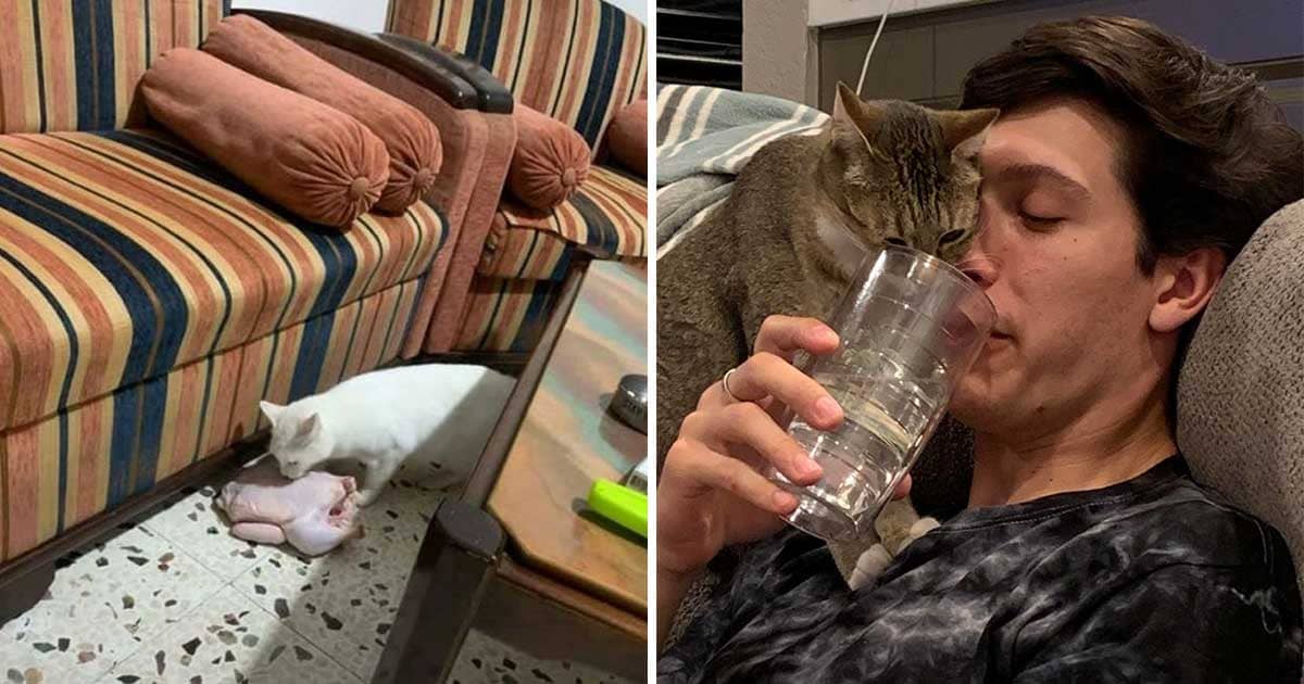 30 Cats Doing Bad Things Unapologetically Because They Are Cats