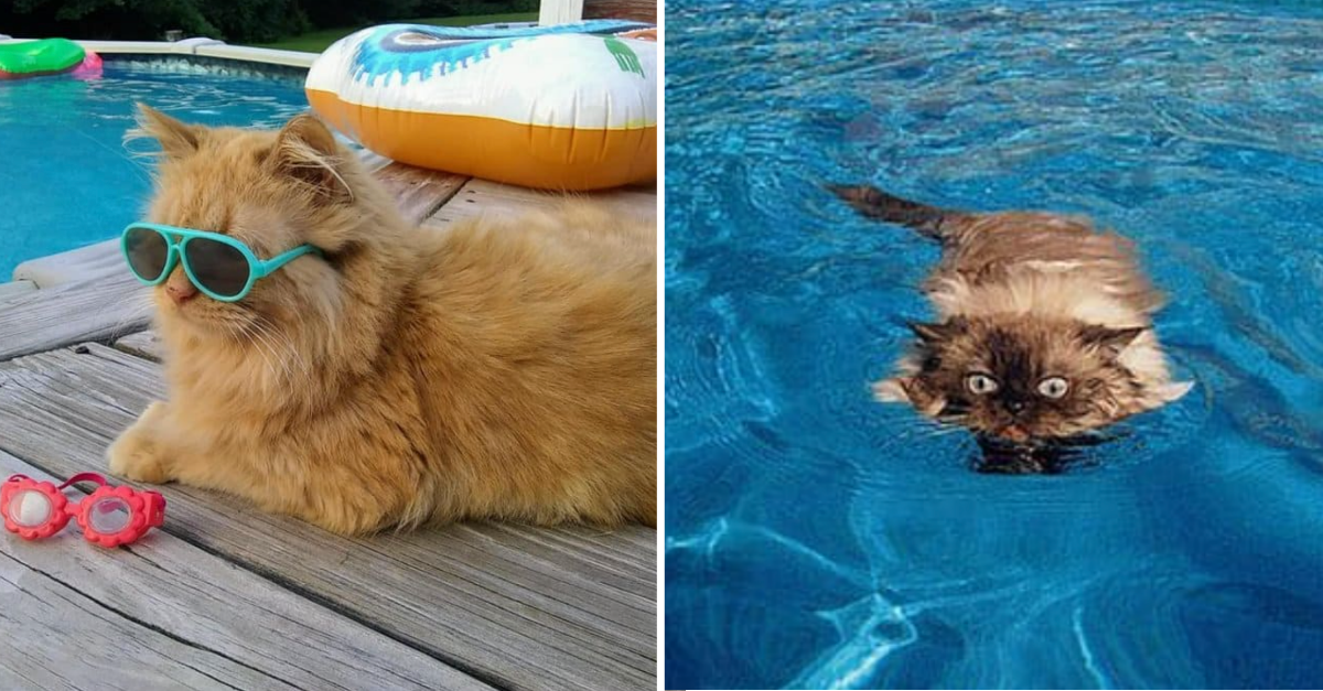 17 Hilarious Photos Of Cats Enjoying The Summers In Their Own Silly Ways - grandgoldman.com