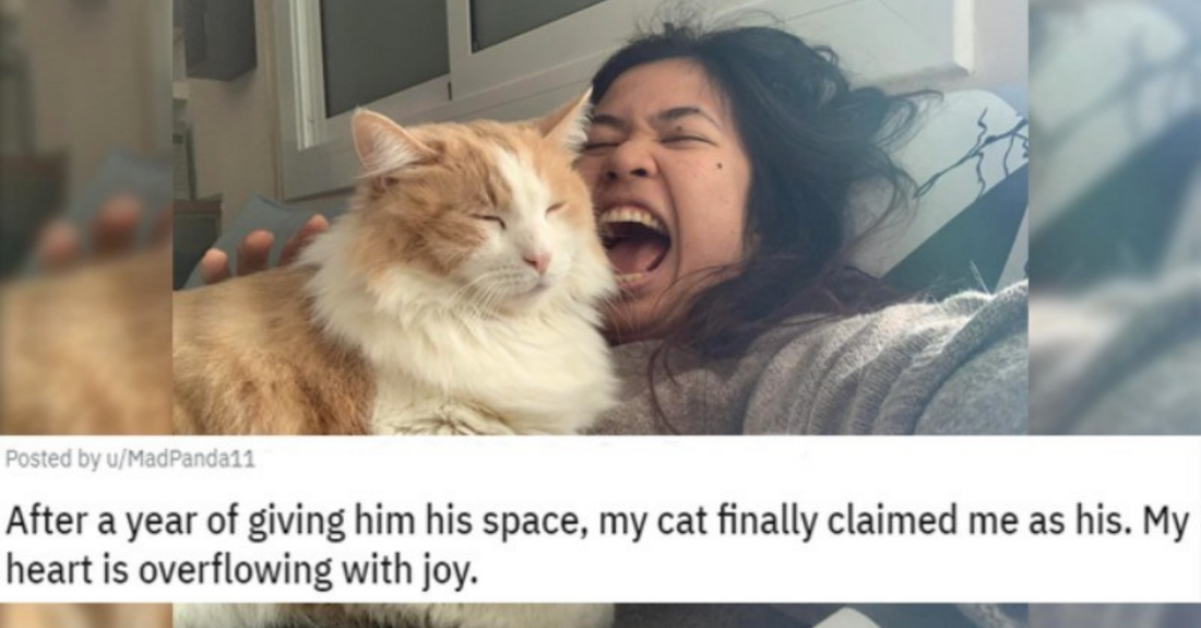 People Share Wholesome Stories Of Their Cats Finally Choosing Them