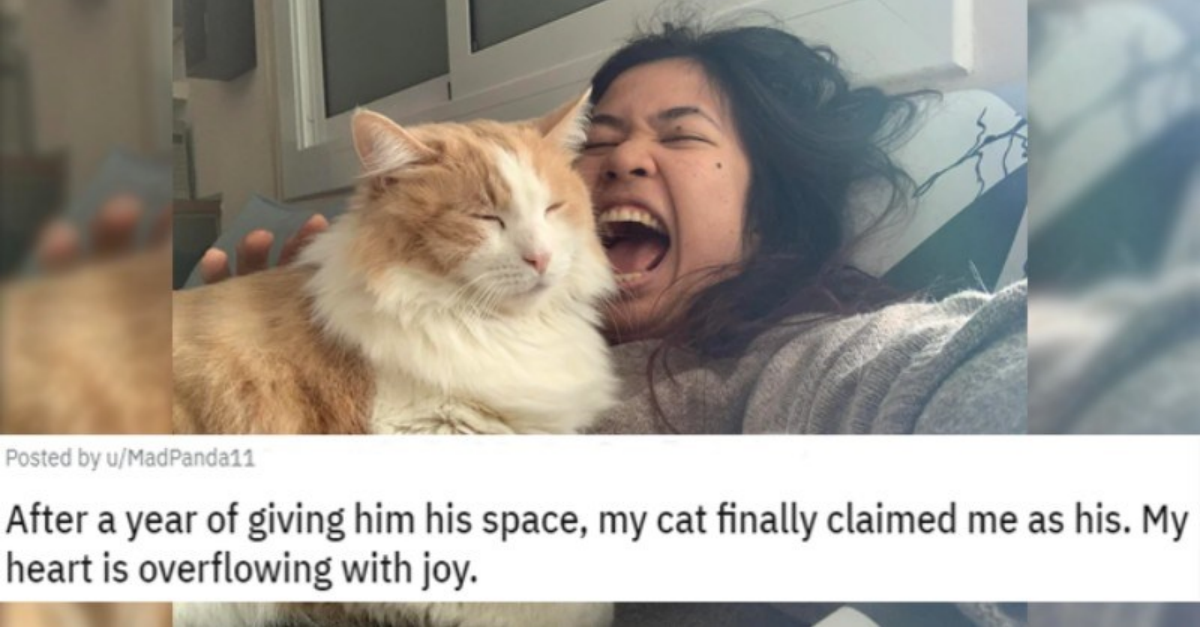 People Share Wholesome Stories Of Their Cats Finally Choosing Them