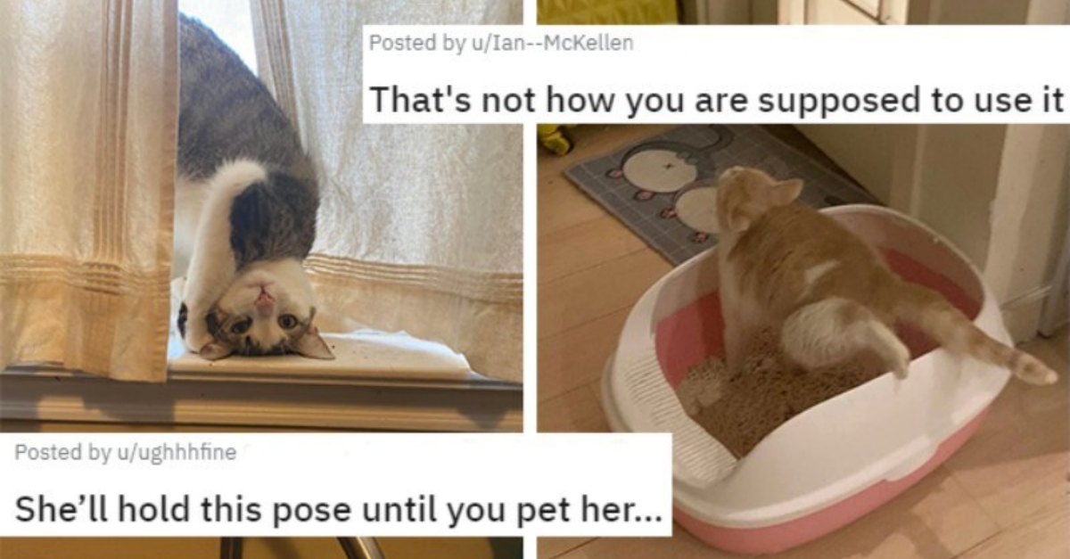 20 Strangely Adorable Pictures Of Cats Who Really Forgot How To Cat Properly - grandgoldman.com