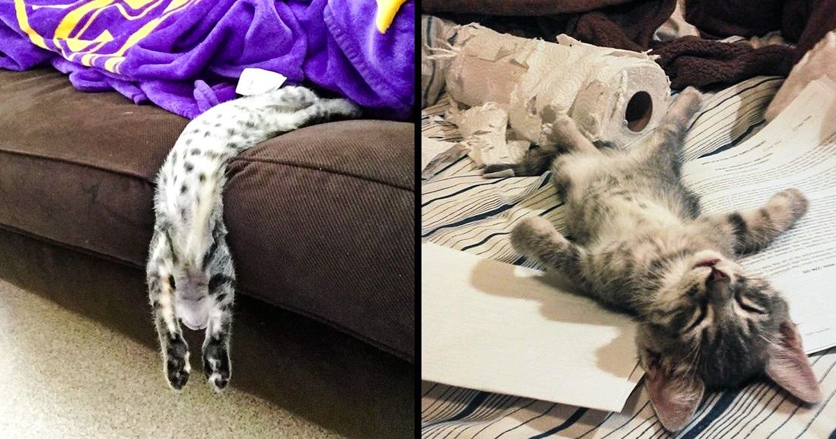 30 Photos Proving That Cats Were Sent From Heaven To Make This World A Better Place