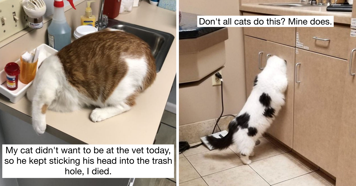20 Cats Hiding From Vets Who Believe If They Can’t See You, You Can’t See Them - grandgoldman.com