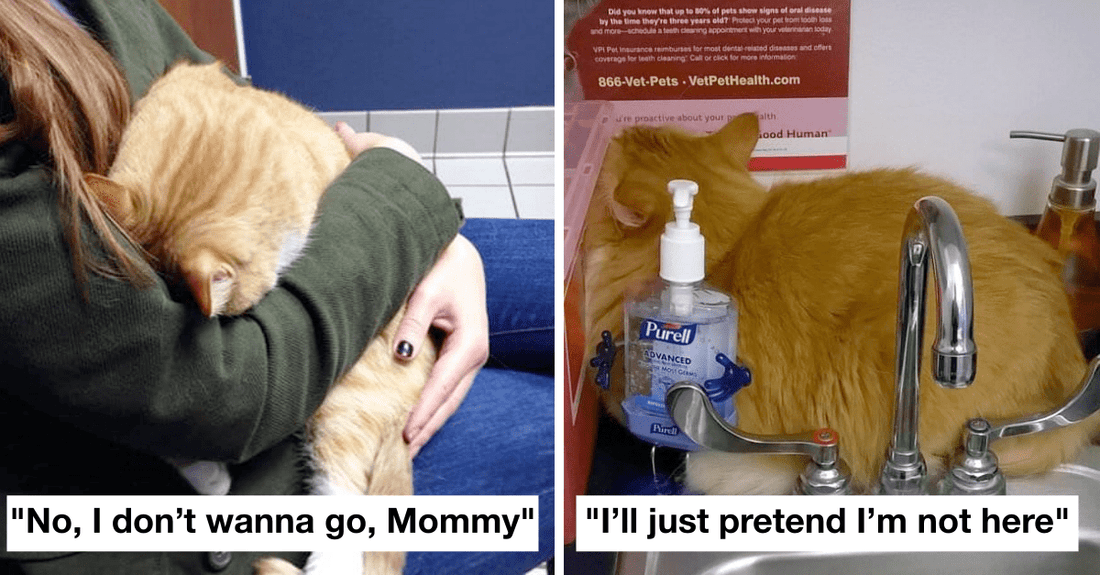 30 Funniest Photos Of Cats Hiding From The Vet That Show Cats Hate Vet Clinics