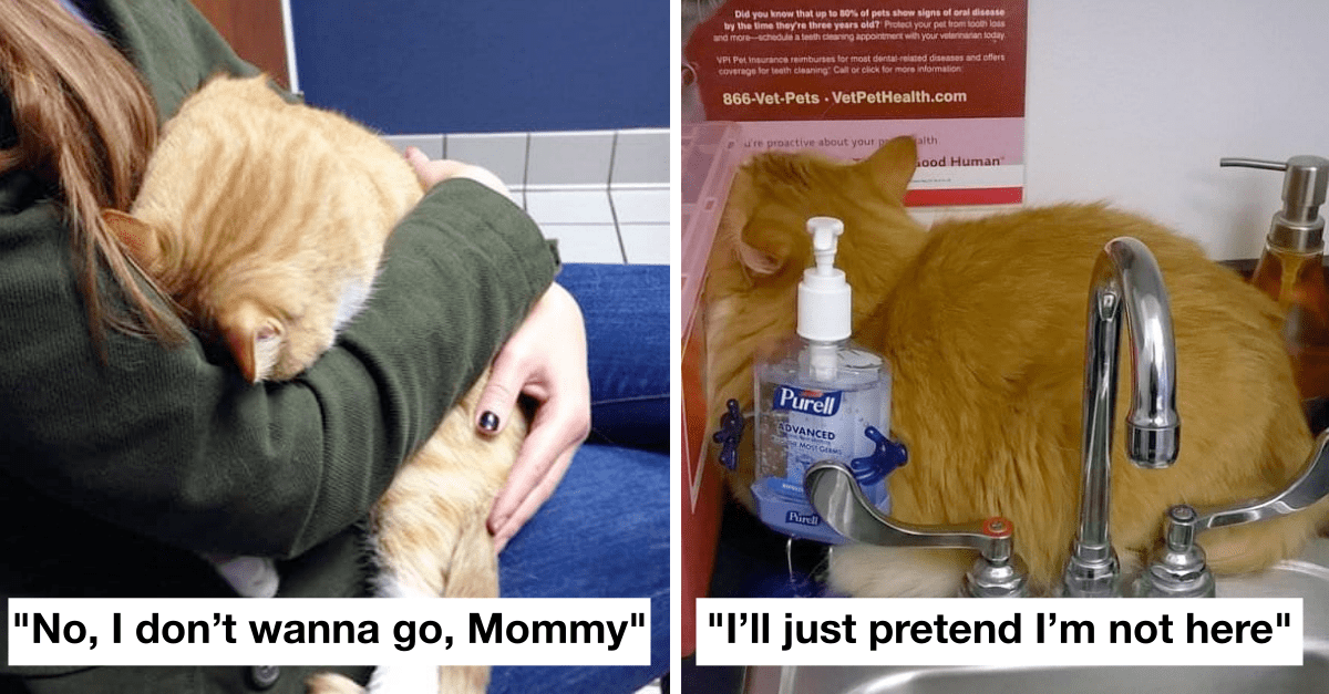 30 Funniest Photos Of Cats Hiding From The Vet That Show Cats Hate Vet Clinics