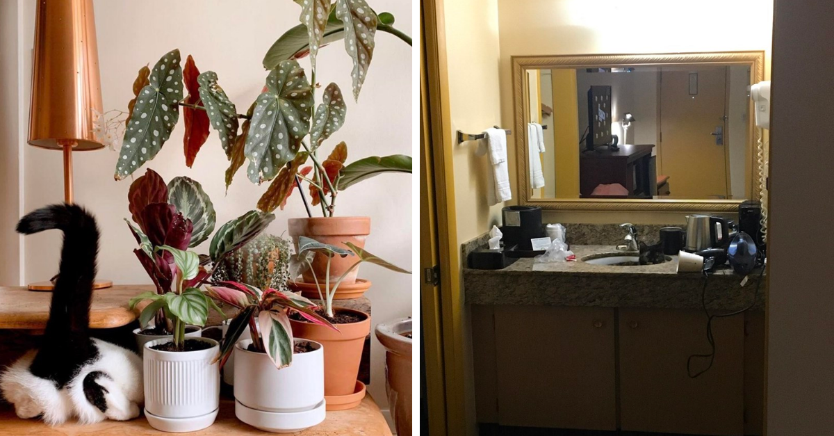 12 Cats Who Have Mastered The Art Of Hiding In Plain Sight