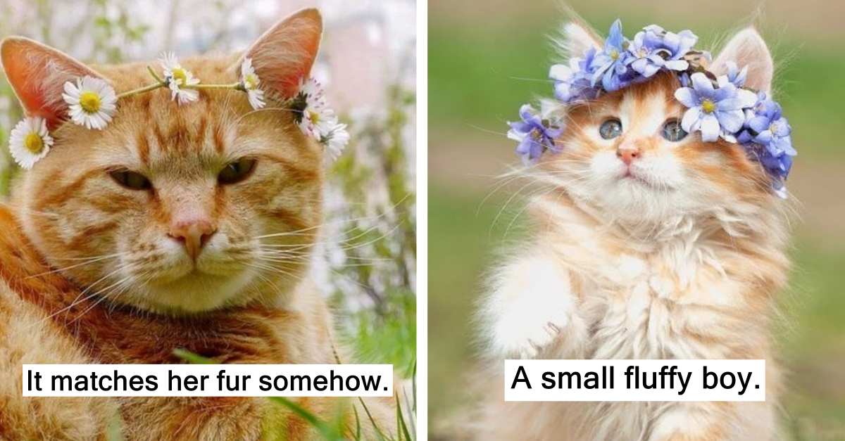 Beautiful Cats Wearing Flower Crowns
