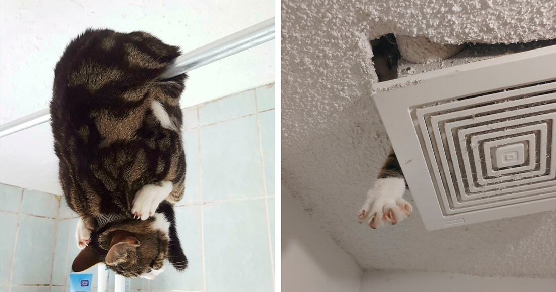 People Share Hilarious Photos Of Their Cats Getting ‘Stuck’ In Weird Places - grandgoldman.com