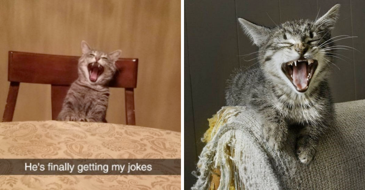 Perfectly-Timed Photos Of Cats Laughing Out Loud