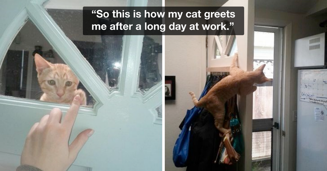 Pets Have Immense Love And A Huge Heart Inside Their Small Bodies
