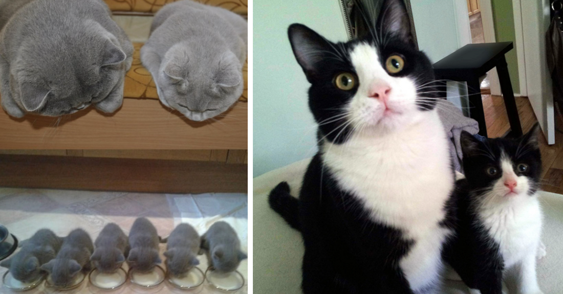 30 Cats Who Made Adorable Copies Of Themselves