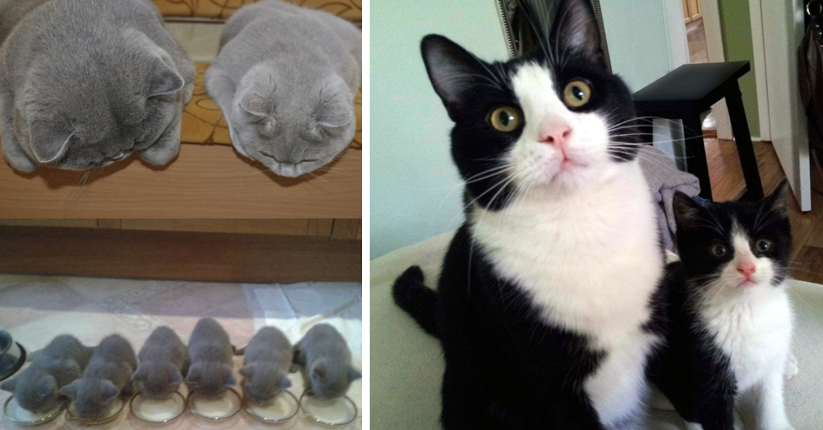 30 Cats Who Made Adorable Copies Of Themselves