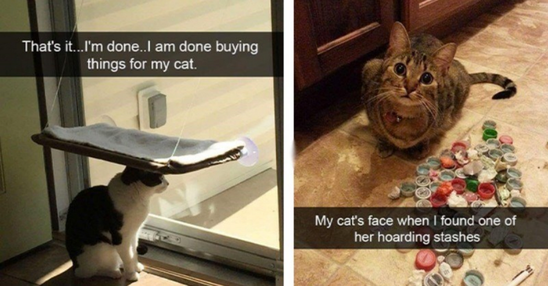 26 Cats That Made Snapchat A Better Place With Their Wholesome Shenanigans