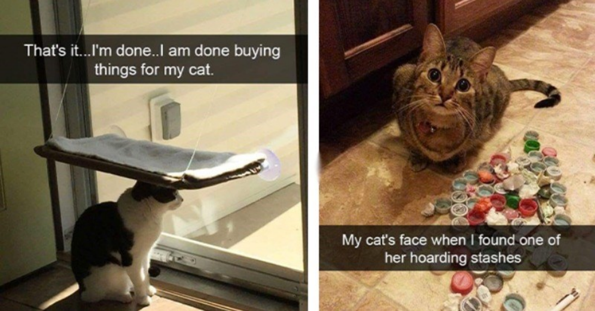 26 Cats That Made Snapchat A Better Place With Their Wholesome Shenanigans