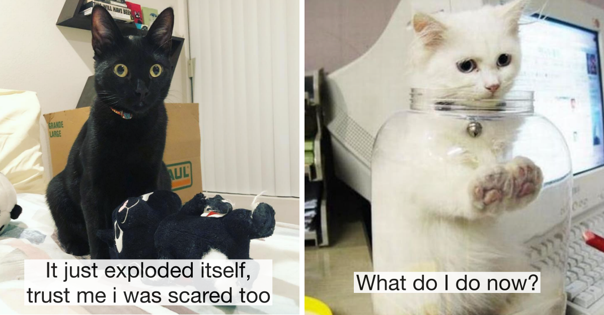 22 Times Cats Hilariously Messed Up But Got Away It Because They’re Really Cute - grandgoldman.com
