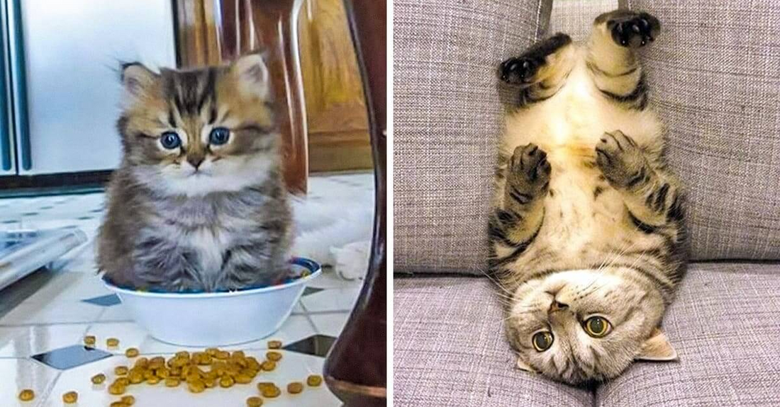 22 Cats Who Hilariously Messed Up But In The Most Adorable Ways