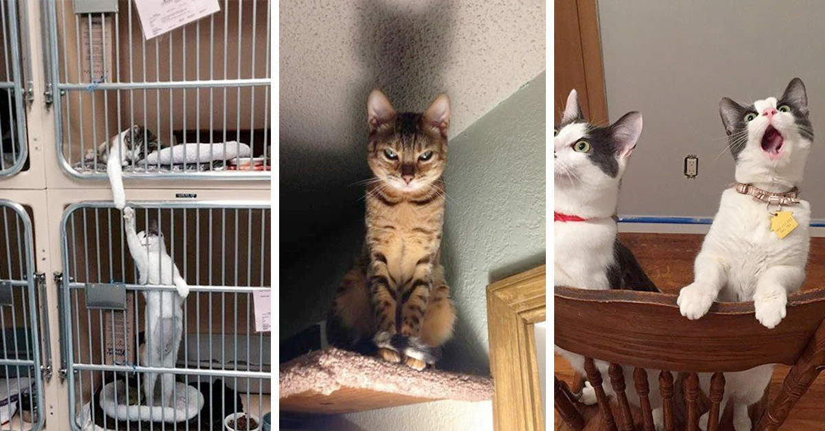 20 Dramatic Cats That Deserve An Oscar For Their Acting - grandgoldman.com