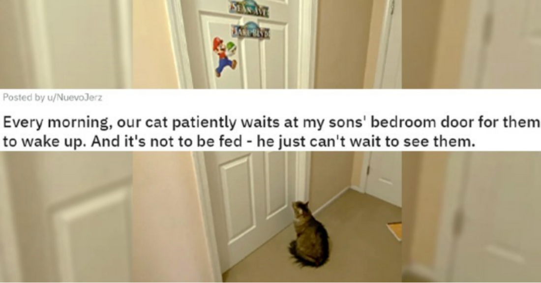 10+ Cats Who Don’t Know How To React To Closed Doors And It’s Hilarious