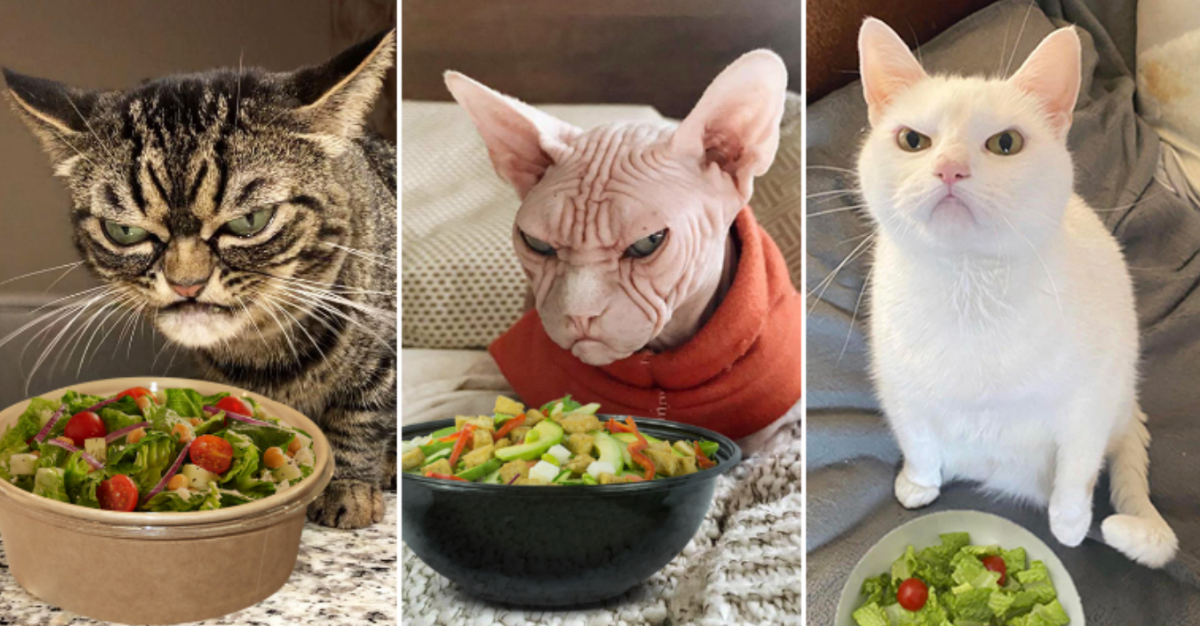 18 Cats Reacting To Salad That Prove Cats Are Our Spirit Animals - grandgoldman.com