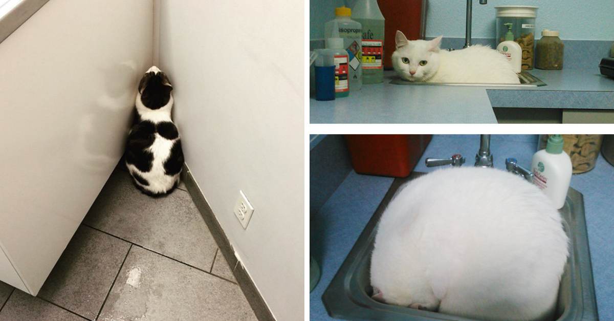 61 Cats Who Just Realized That Their Human Betrayed Them & Took Them To Vet - grandgoldman.com