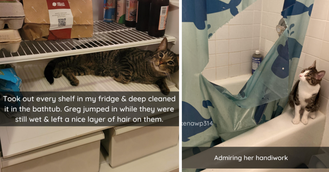 30 Of The Naughtiest Cats Who Refused To Be Obedient