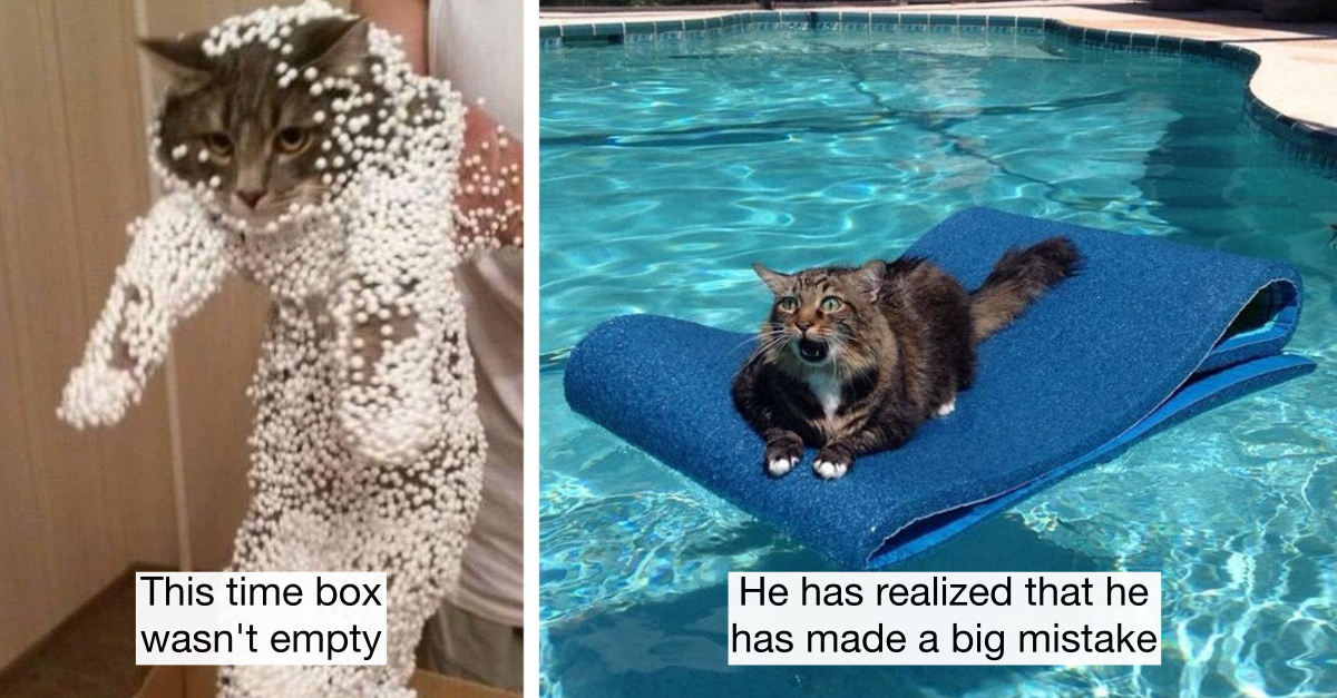 25 Cats Who Made The Wrong Decisions & Instantly Regretted