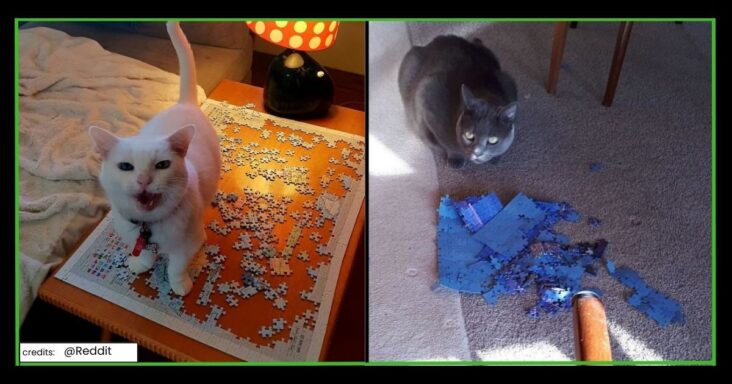 30 Hilarious Times Cats Were Caught Destroying Your Puzzle