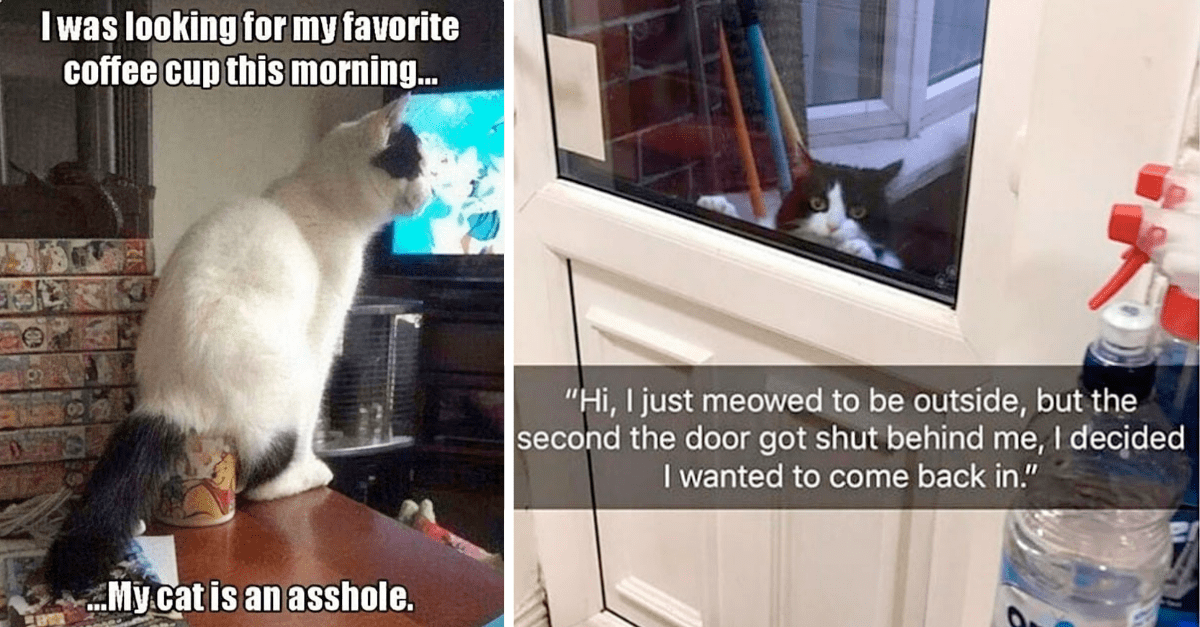22 Naughty Cats That Were Publicly Shamed For Their Crimes (New Pics)