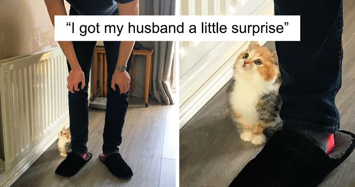 Cats Showing Love To Their Owners By Staring At Them With Immense Love