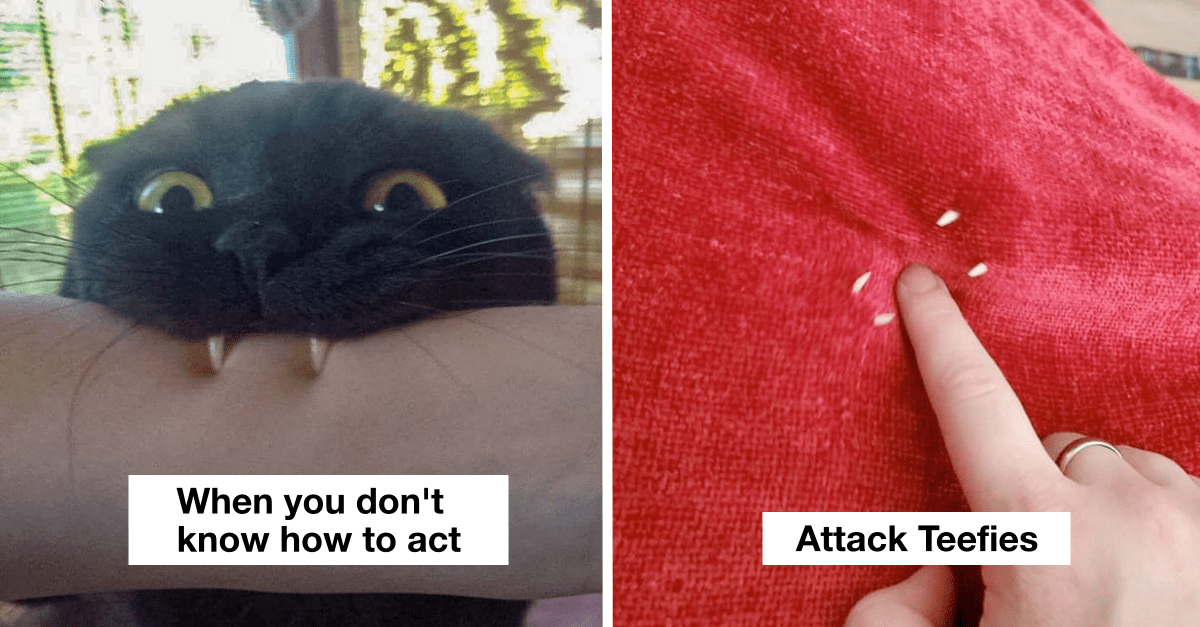 40 Photos Of Cats Showing Their ”Teefies” To Cheer Your Up Instantly