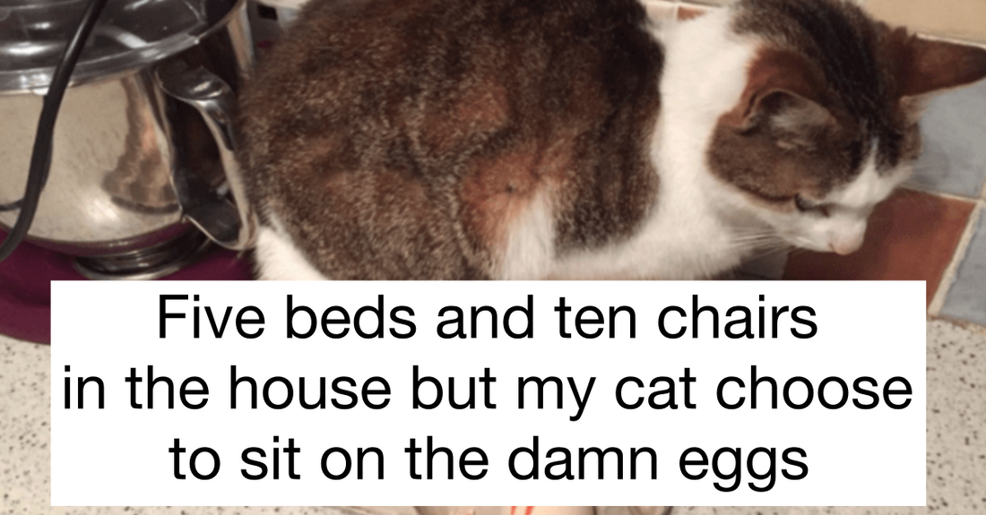 A-hole Cats Sitting Where They Shouldn’t (20 Pics) - grandgoldman.com