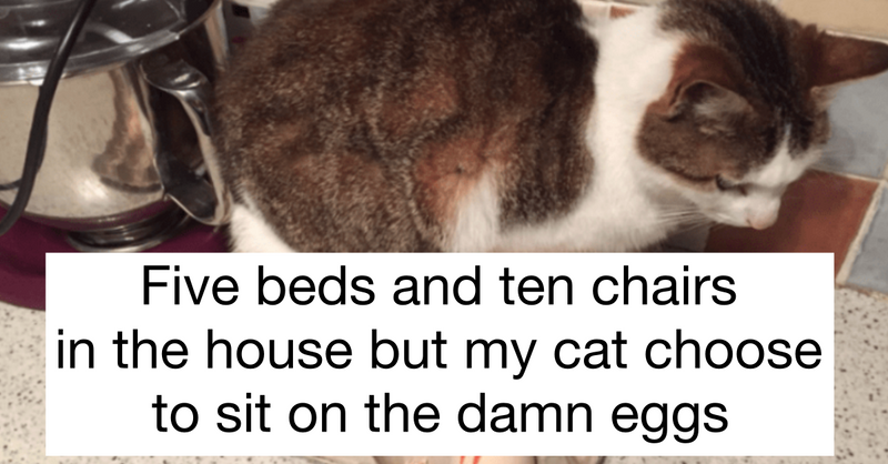 A-hole Cats Sitting Where They Shouldn’t (20 Pics) - grandgoldman.com