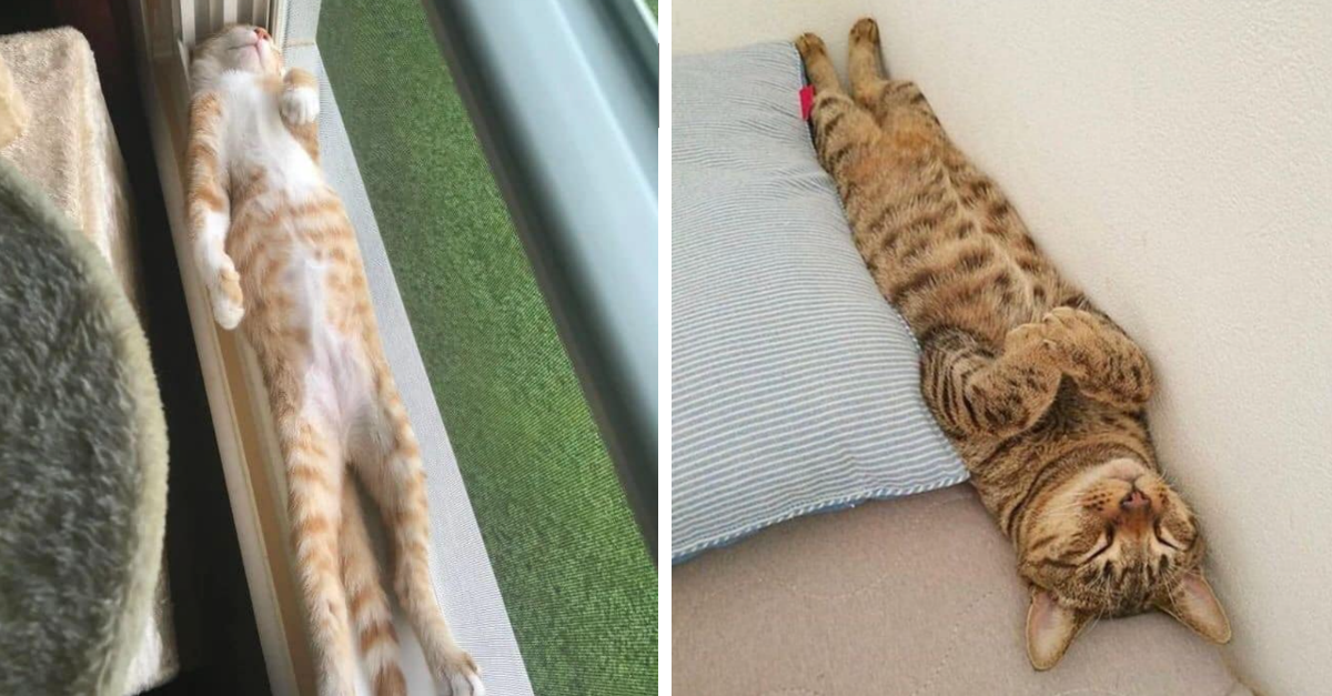 13 Cats Sleeping In The Weirdest Positions Ever - grandgoldman.com